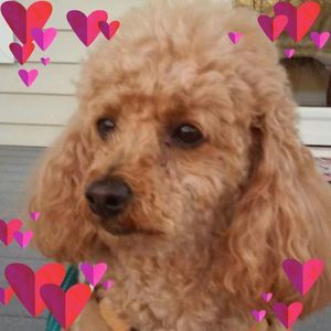 Meet your Posher, Ronald